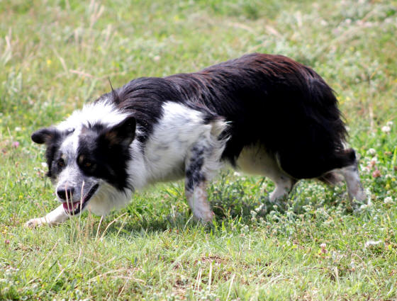 Border collie tricolore