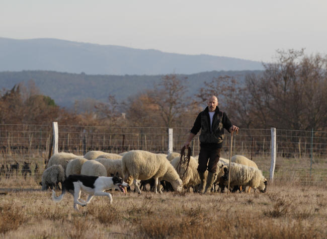 Elevage de border collie dans l'Aude aude