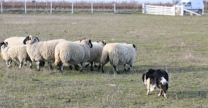 dvd de dressage de border collie