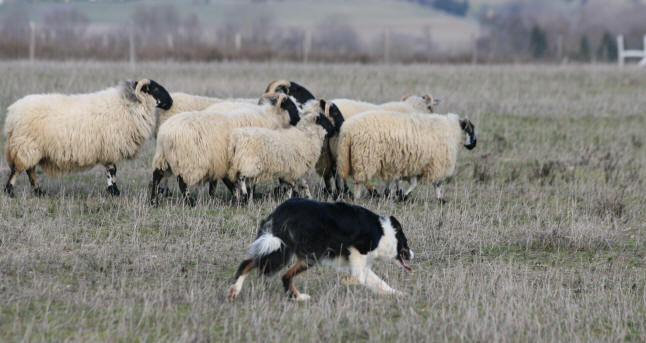 levage de border collie