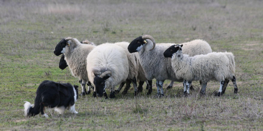 levage aude border collie