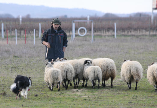 Le border collie, dressage et utilisation