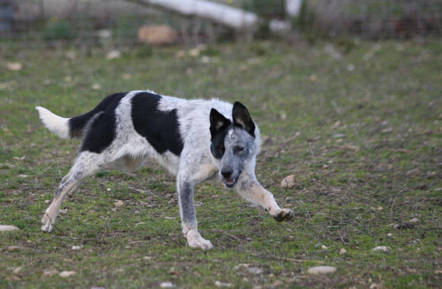 dressage de border collie chiens de bergers