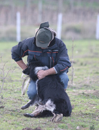 levage de border collie