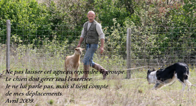 dressage de chiens de bergers  lauraguel dans l'aude en pays cathare