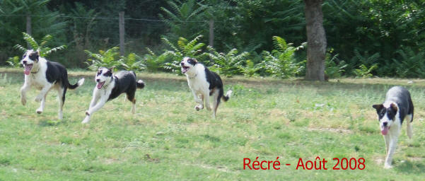 vido border collie