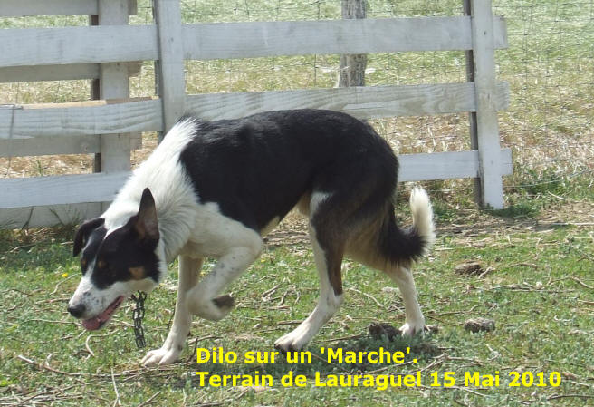 vido dressage du border collie sur moutons