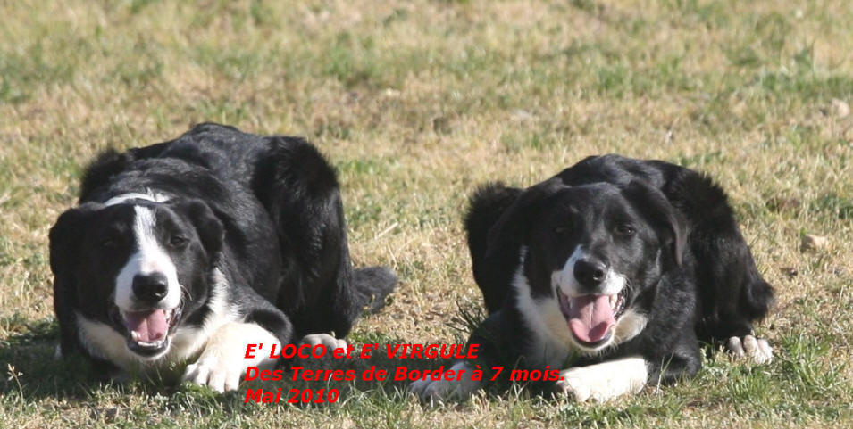 chiots border collie