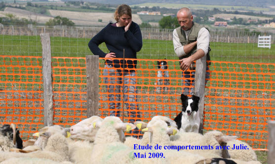 levage de border collie en languedoc-roussillon