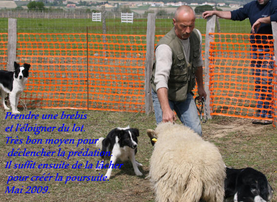 Border collie dans l'Ain