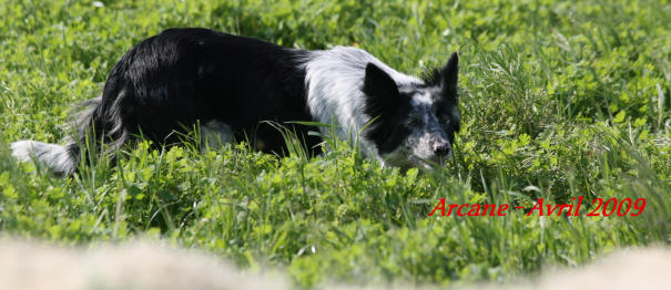 levage border collie,chiots border collie, pension canine, dressage lauraguel, malvis