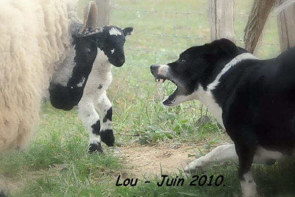 dresser son Border collie