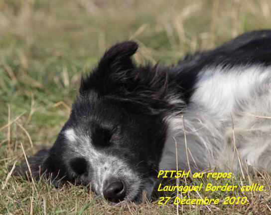 stage de dressage de border collie