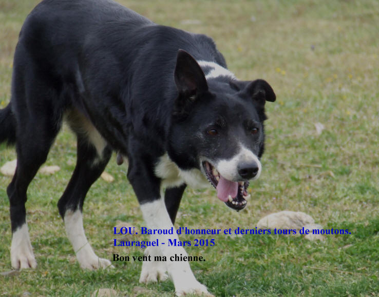 Border collie  poil ras