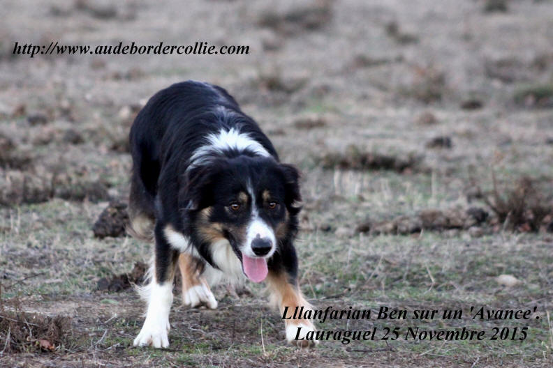 Image Border collie