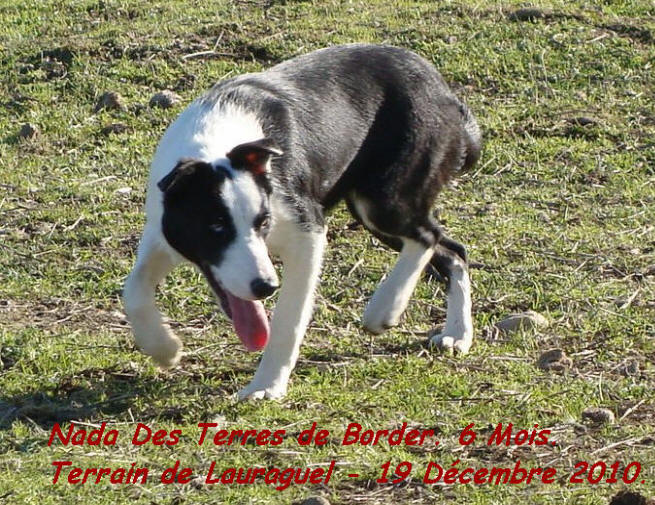 dvd de dressage de border collie