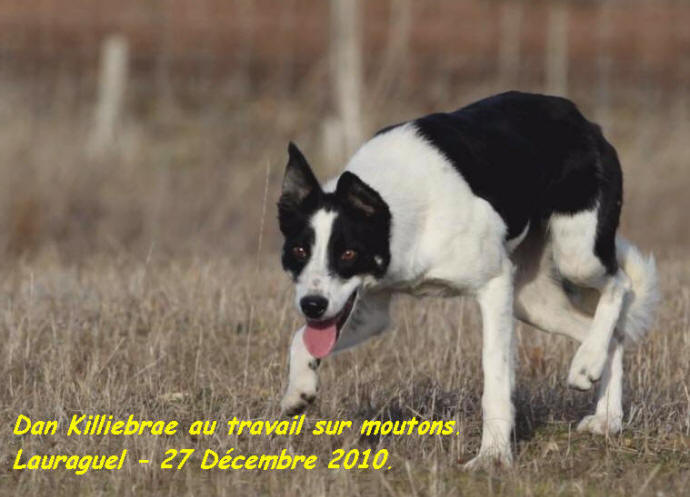 elveur de border collie