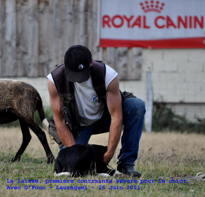 Dresseur de chiens