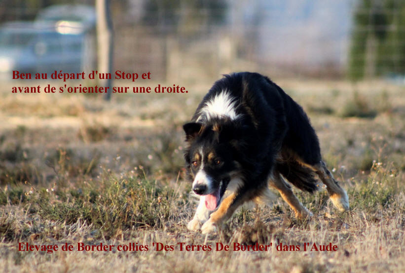 Border collie dclar sur moutons