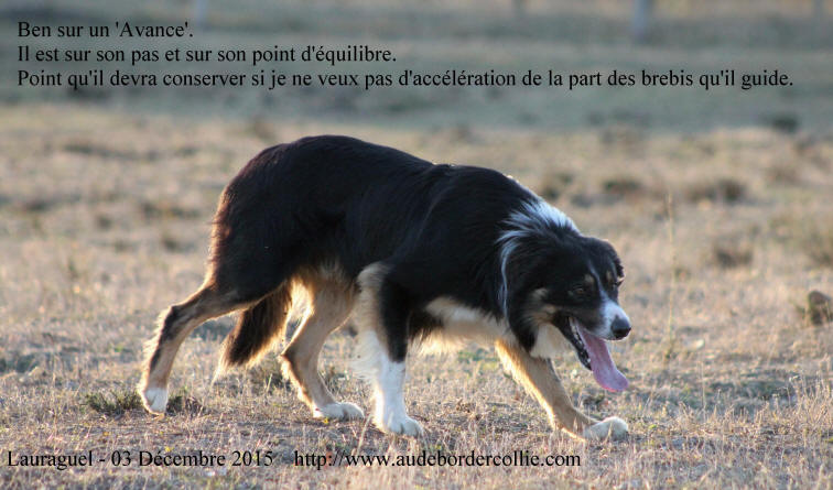 Caractre du Border collie