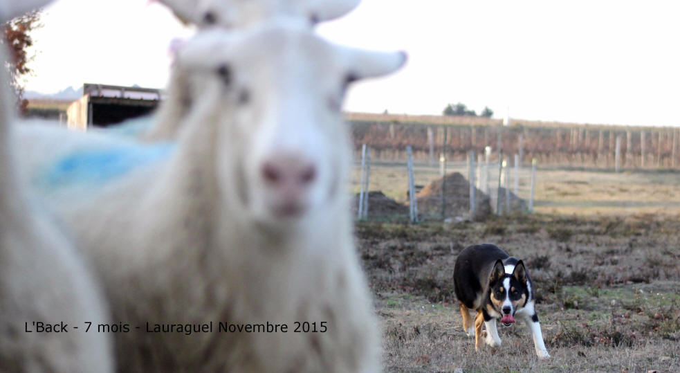 Border collie dress  vendre