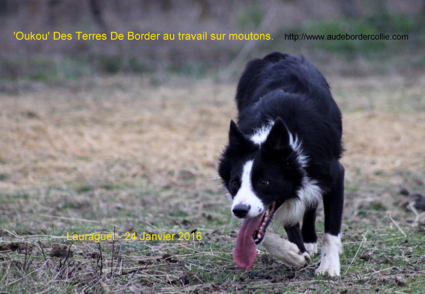 Elevage de Border collie