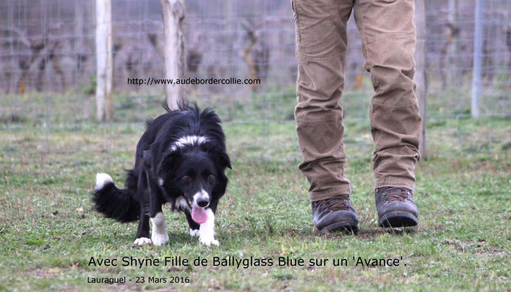 Border collie dans le Lot