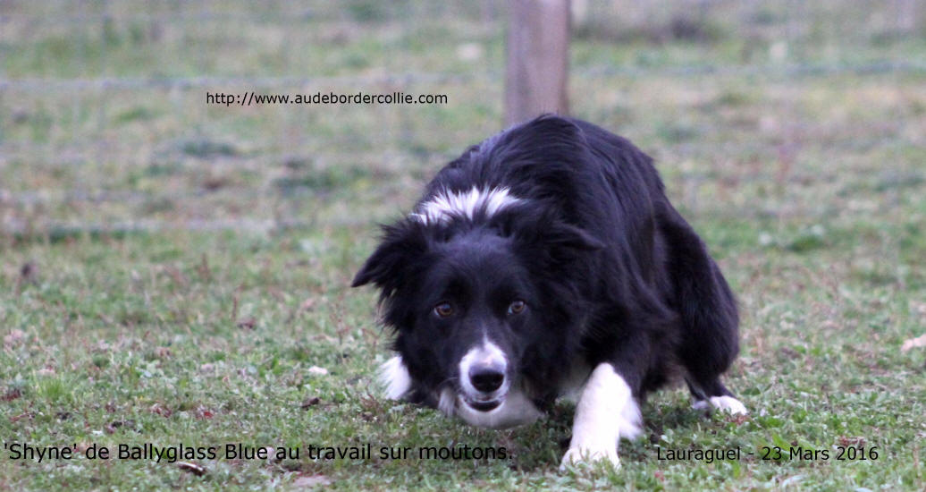 Lot Border collie