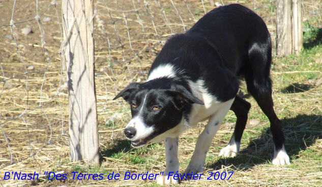 border collie france