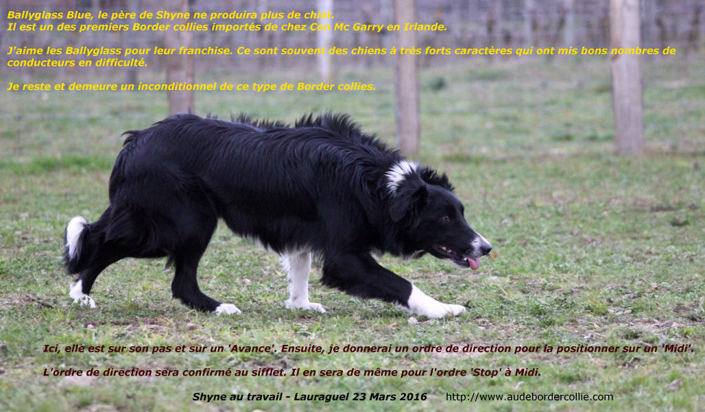 Border collie Ballyglass. Border collie Ireland