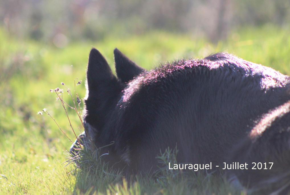 Elevage de Border collies