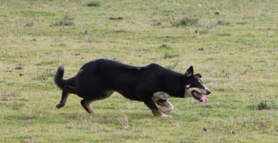 Border collie. 