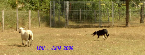 border collie, dmonstration et animation  belvze du razes aude