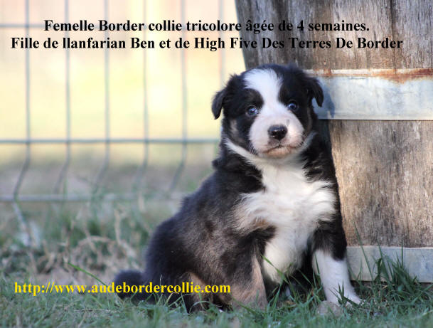 Photo Border collie