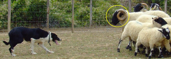 border collie dmontrations et dressage