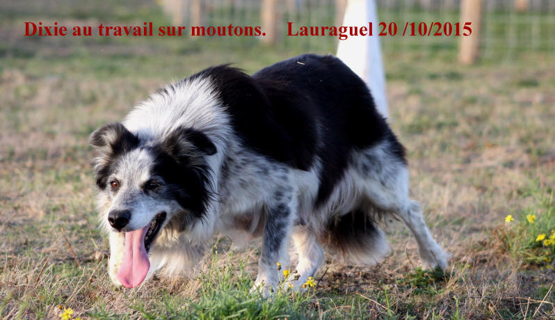 Chienne Border collie dresse.