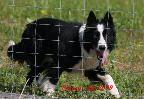 Border collie roumanie