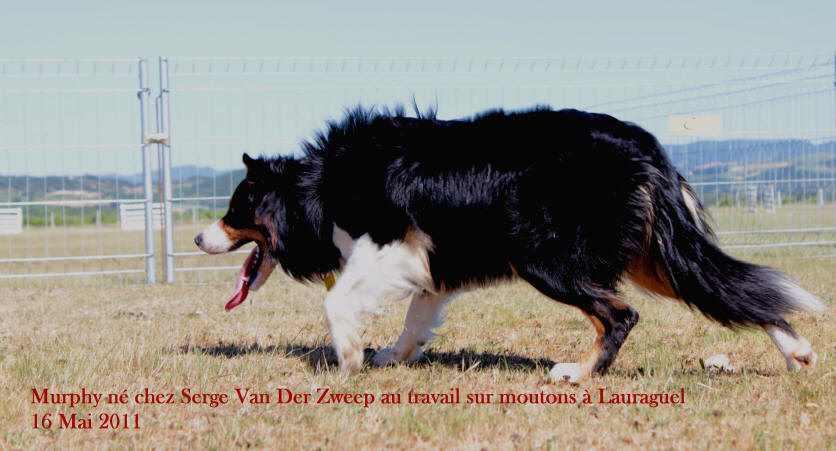 serge van der zweep border collie