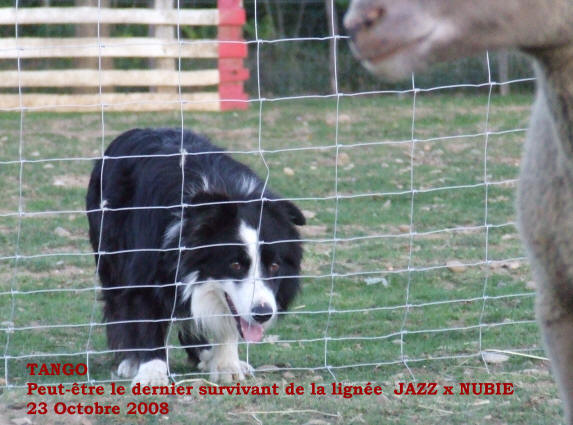 achte border collie