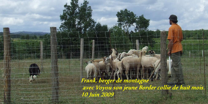 Border collie en malepre dans l'aude