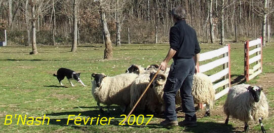 Dressage d'un Border collie