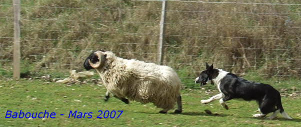 national sheepdog walles 2009