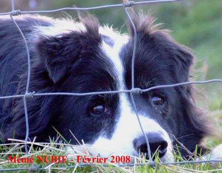 border collie de compagnie et vacances dans l'aude