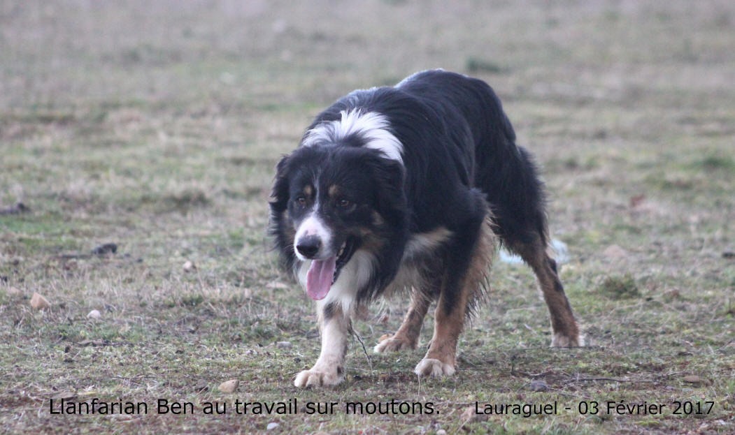 Llanfarian Border collie