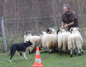 Border collie