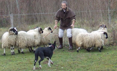 border collie en pyrnes atlantiques, faites un stage