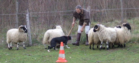 border collie dans le dpartement du lot (46)