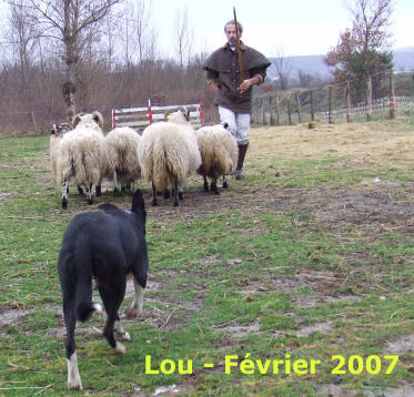 Elevage de border collie 