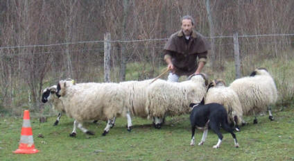 border collies en hautes-pyrnes viva et kergomard