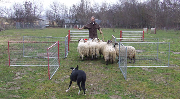 border collie levage, dressage et utilisation